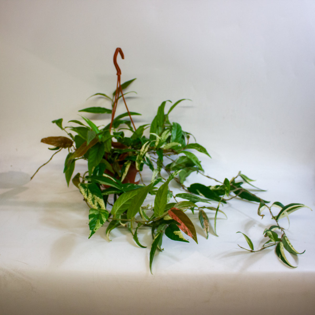 Ficus sagittata Variegata Pink 14cm H30 - 40cm
