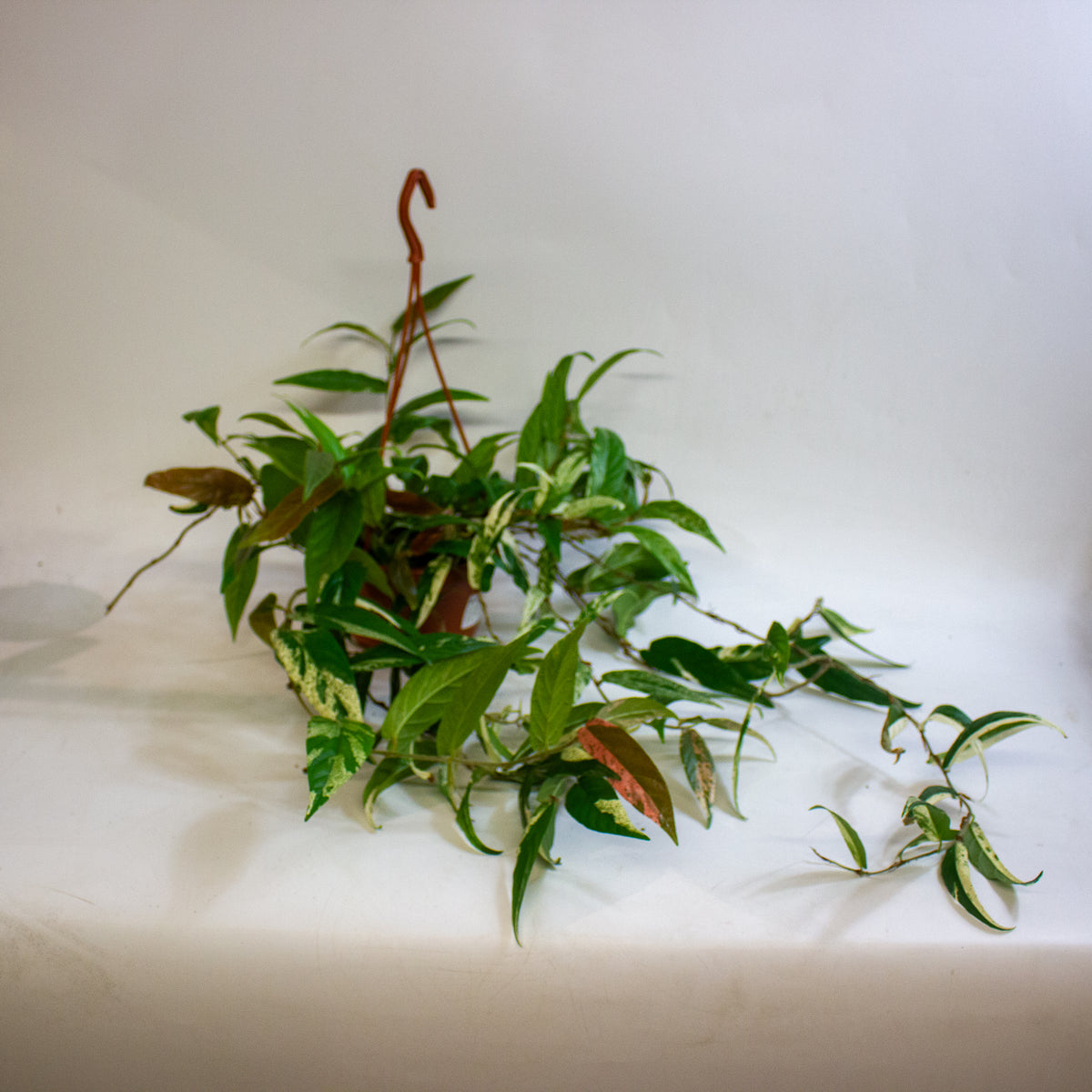 Ficus sagittata Variegata Pink 14cm H30 - 40cm