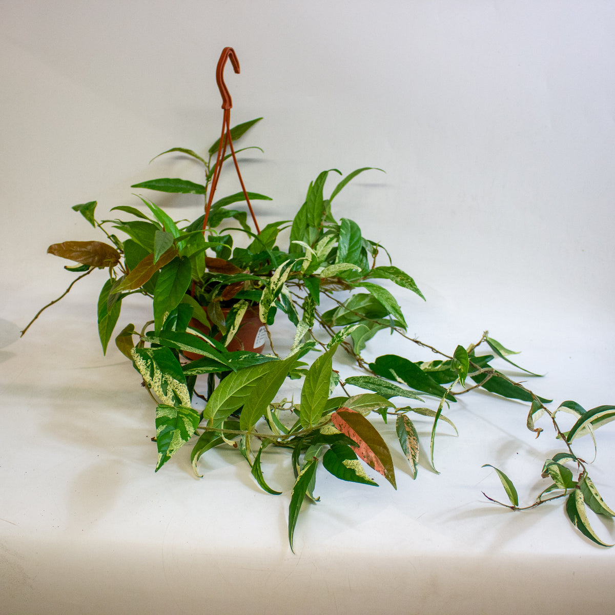 Ficus sagittata Variegata Pink 14cm H30 - 40cm