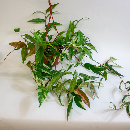 Ficus sagittata Variegata Pink 14cm H30 - 40cm