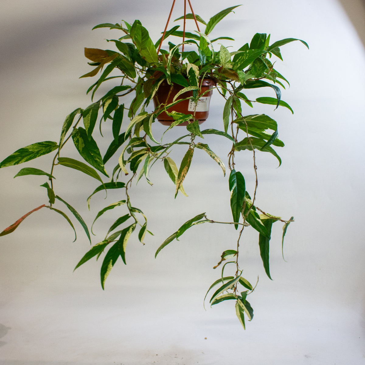 Ficus sagittata Variegata Pink 14cm H30 - 40cm