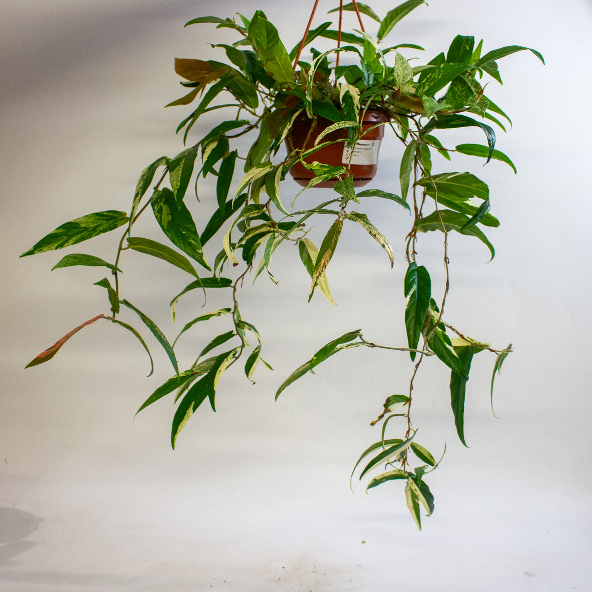 Ficus sagittata Variegata Pink 14cm H30 - 40cm