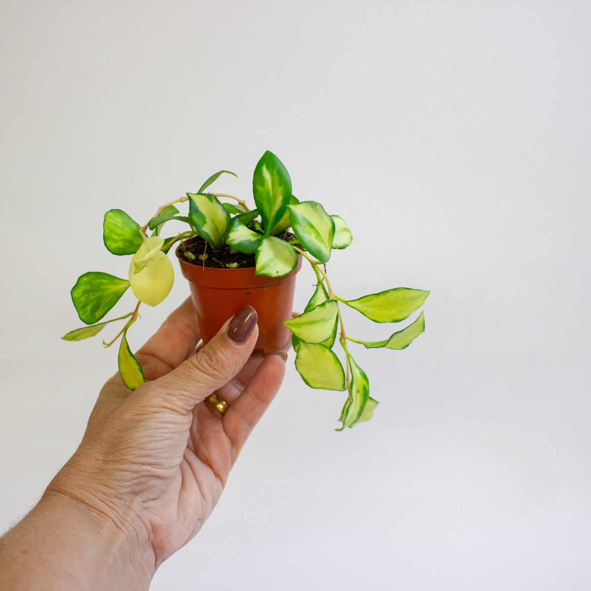 Hoya heuschkeliana Variegata 6cm H8cm