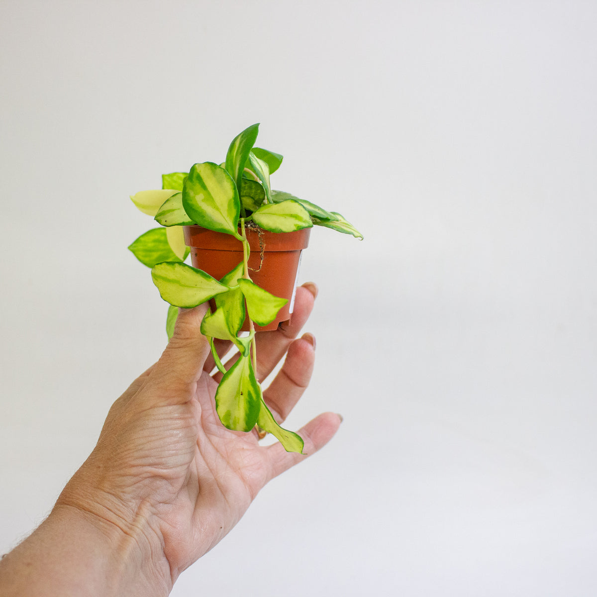 Hoya heuschkeliana Variegata 6cm H8cm