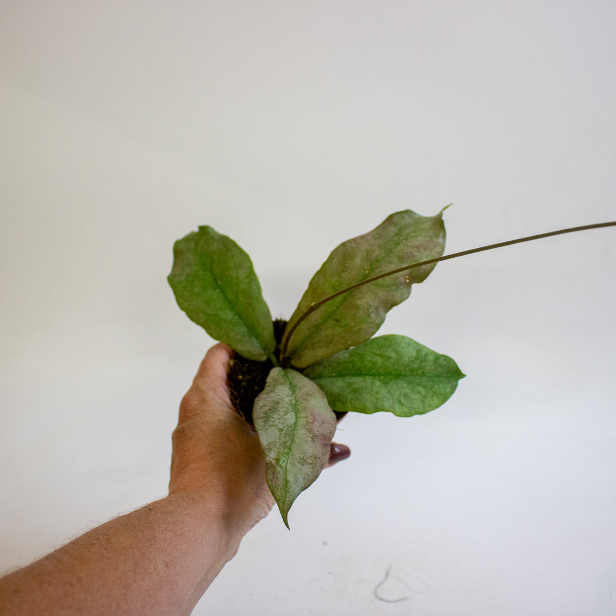 Hoya mitrata Silver 8cm H10cm