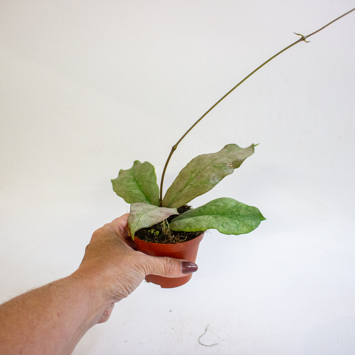 Hoya mitrata Silver 8cm H10cm