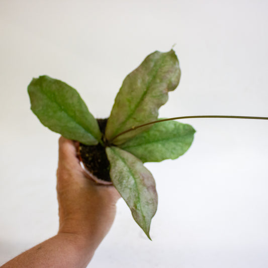 Hoya mitrata Silver 8cm H10cm