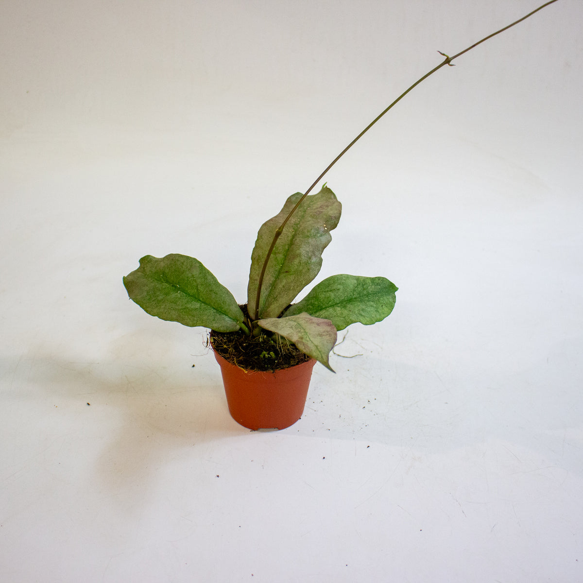 Hoya mitrata Silver 8cm H10cm