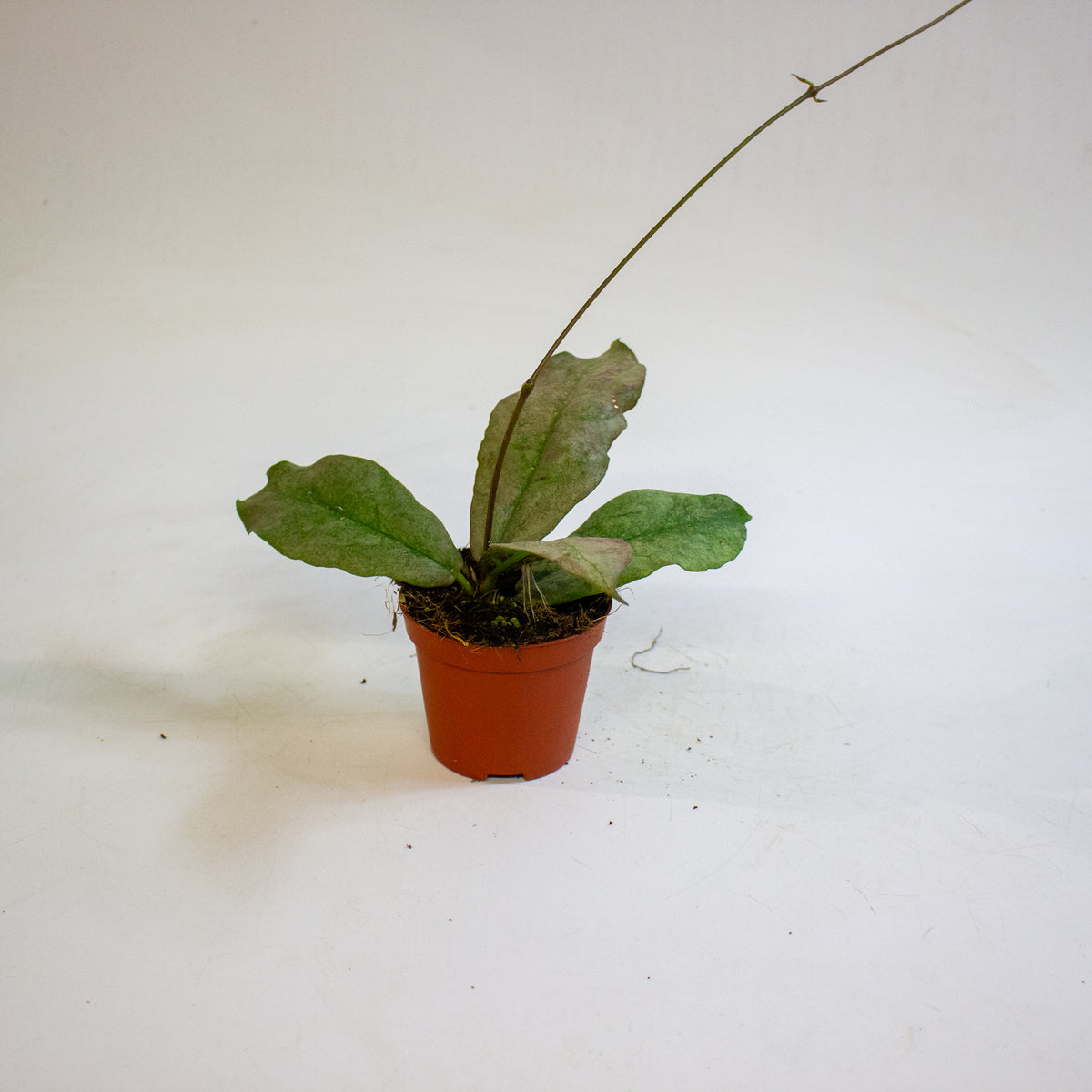 Hoya mitrata Silver 8cm H10cm