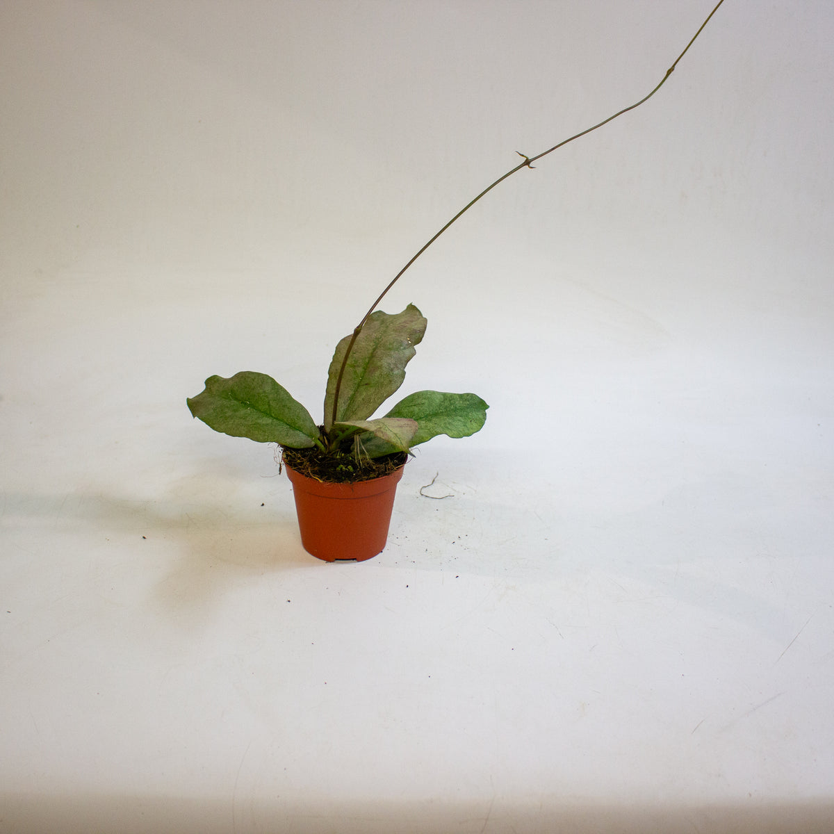 Hoya mitrata Silver 8cm H10cm