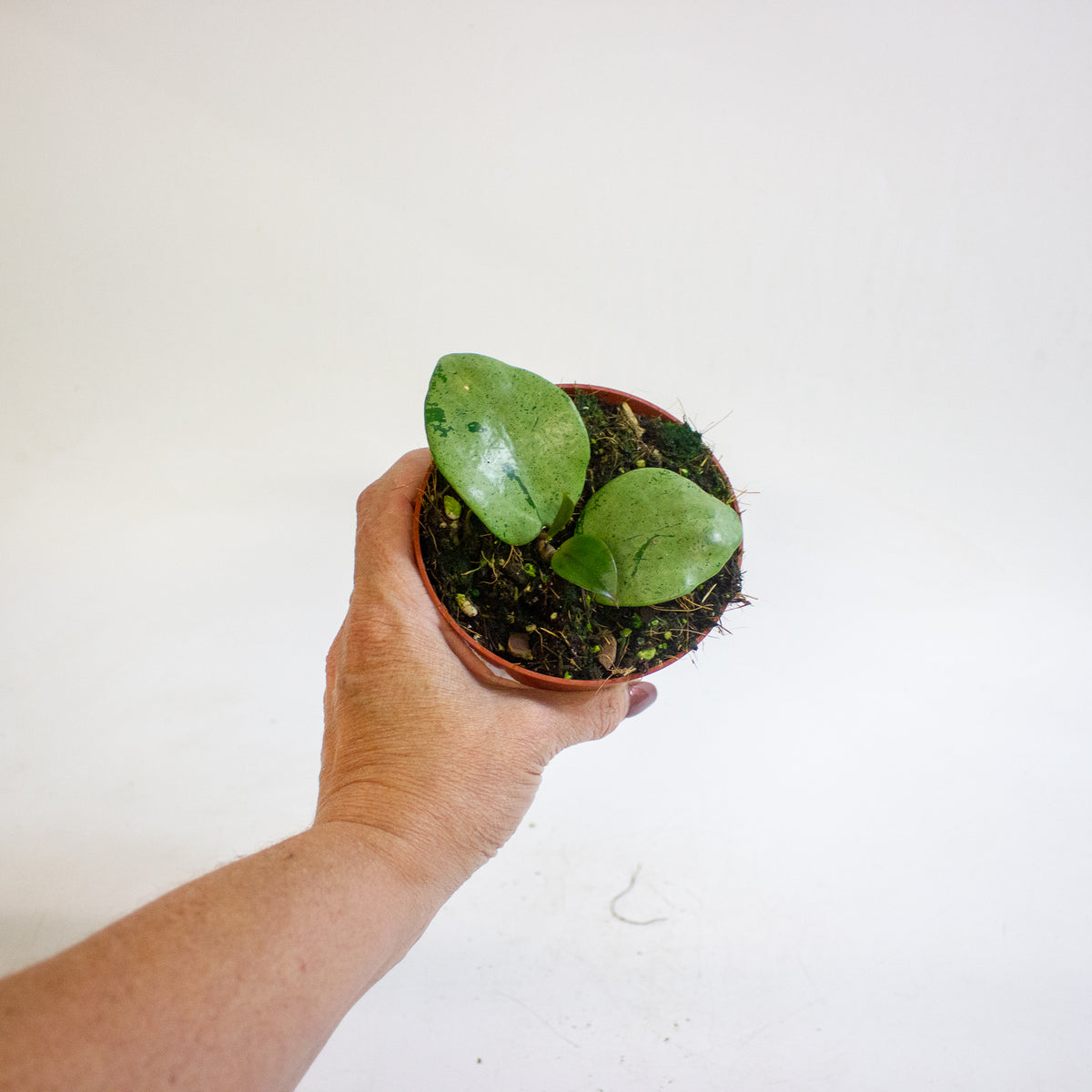 Hoya verticillata Silver Heart 10.5cm H15cm