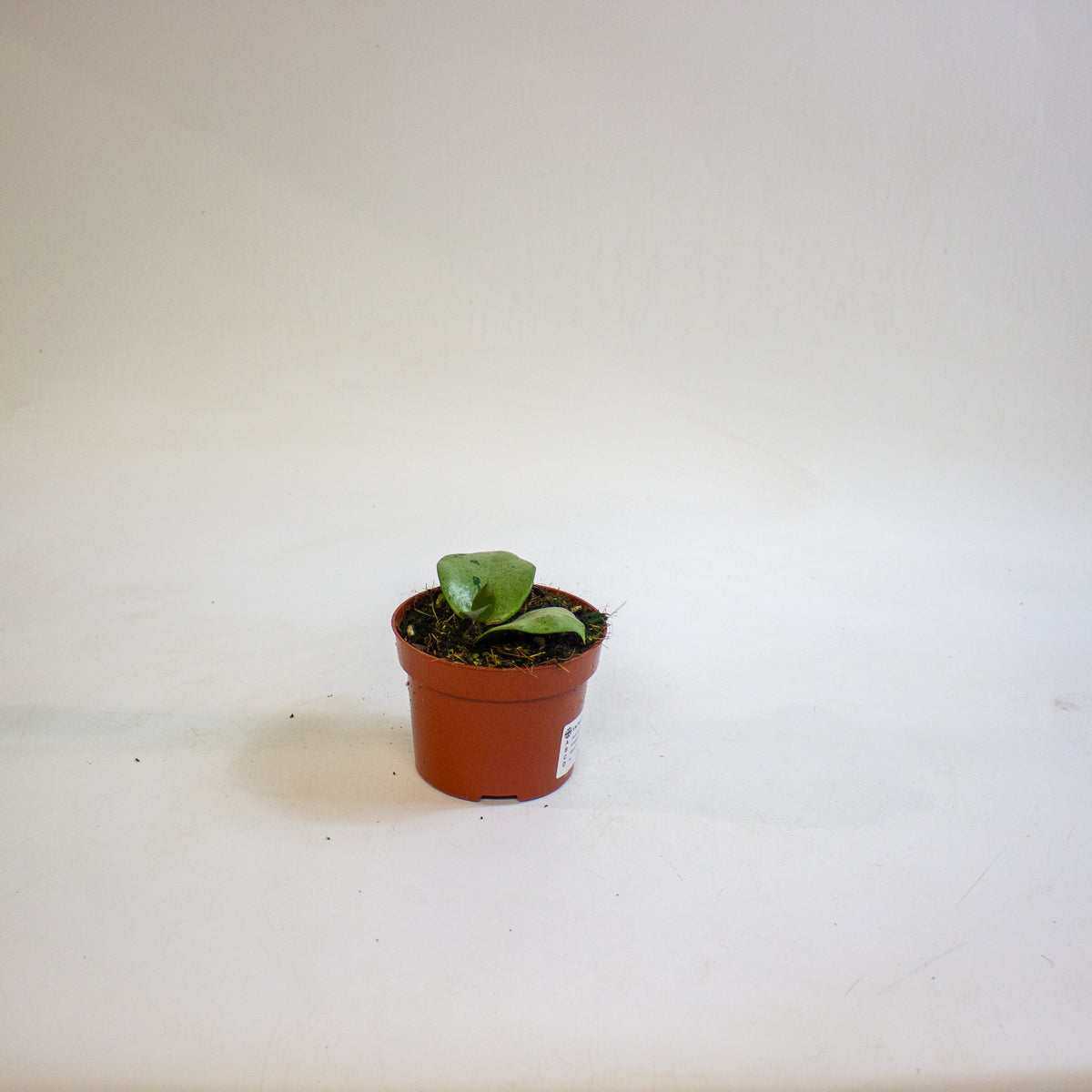 Hoya verticillata Silver Heart 10.5cm H15cm