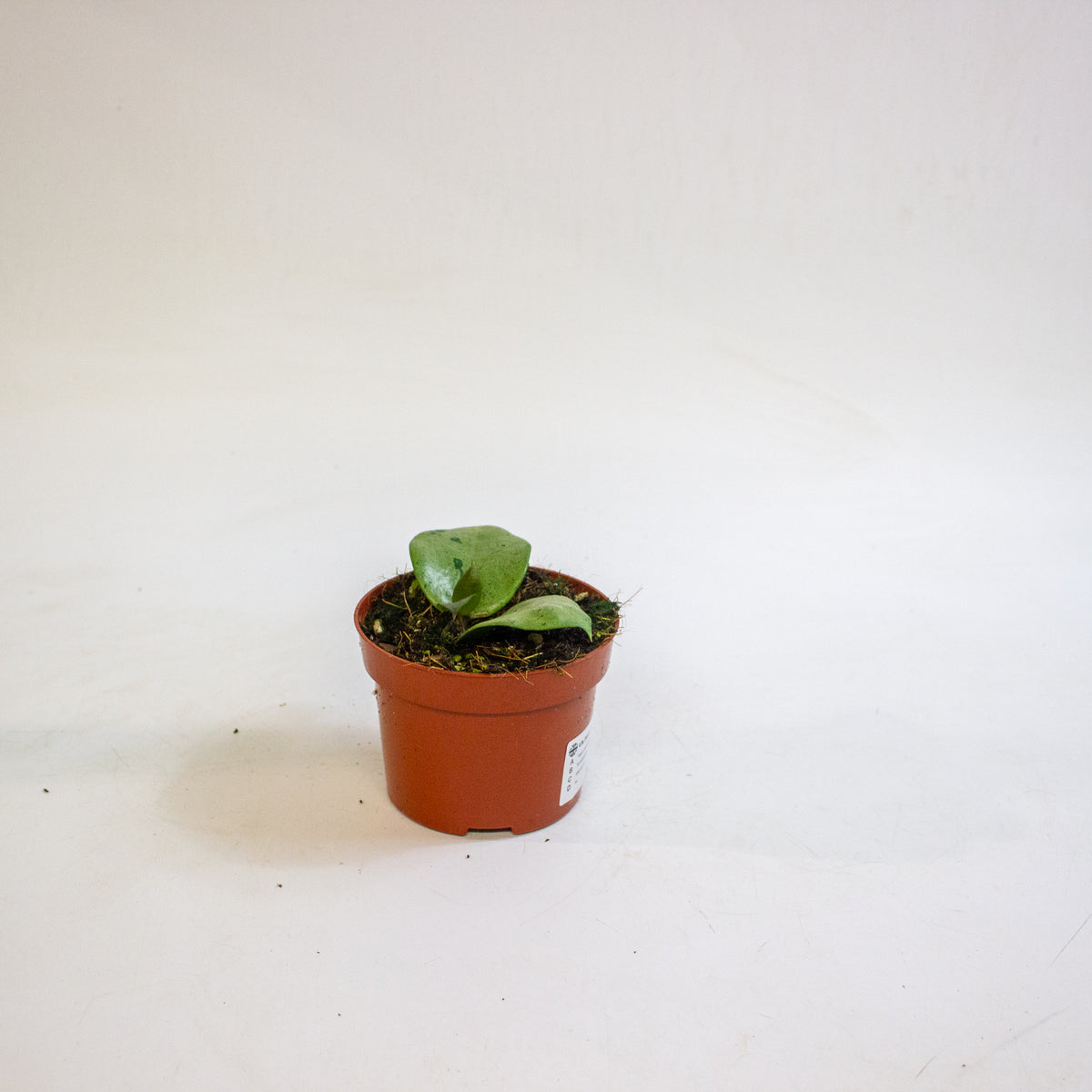 Hoya verticillata Silver Heart 10.5cm H15cm