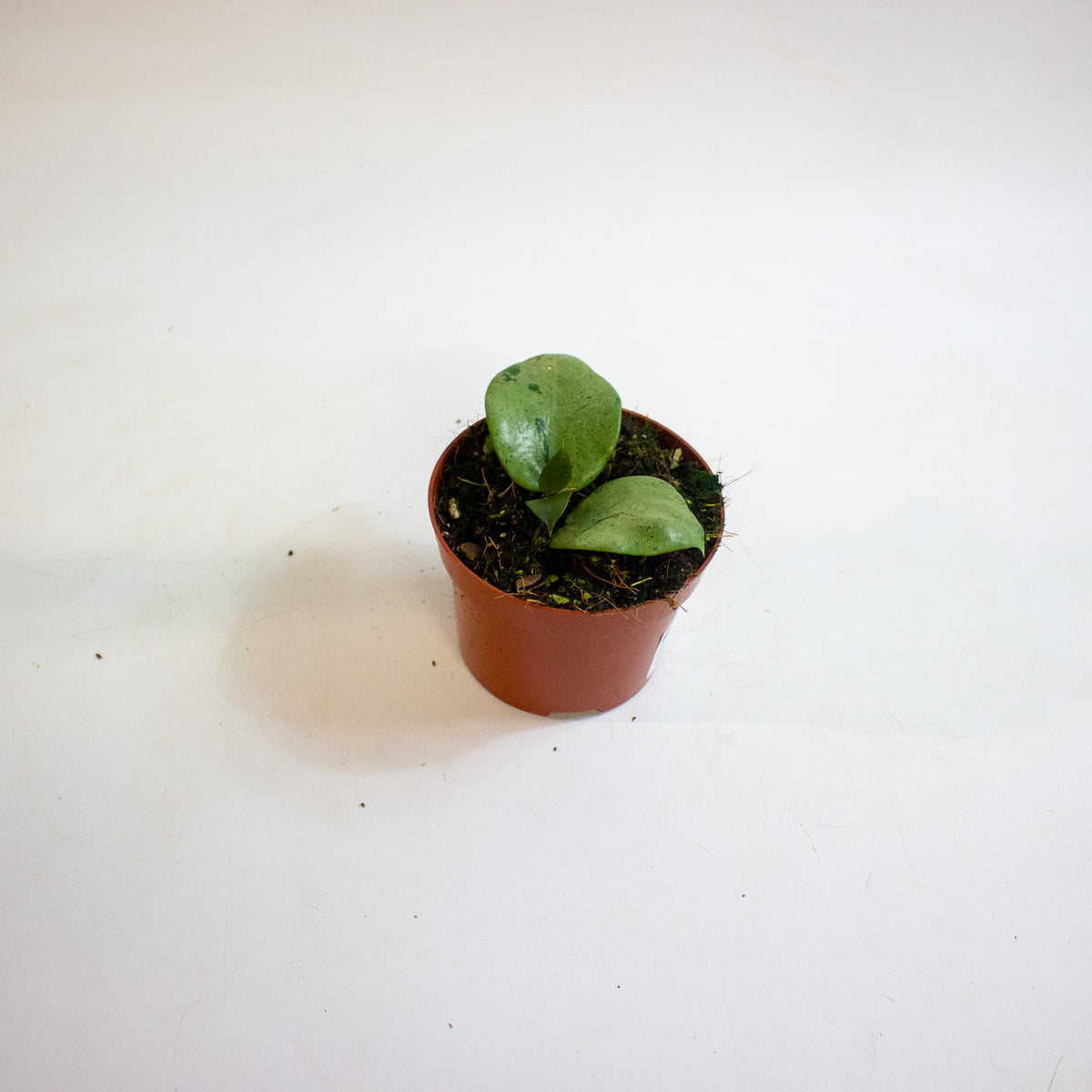 Hoya verticillata Silver Heart 10.5cm H15cm