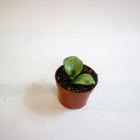 Hoya verticillata Silver Heart 10.5cm H15cm