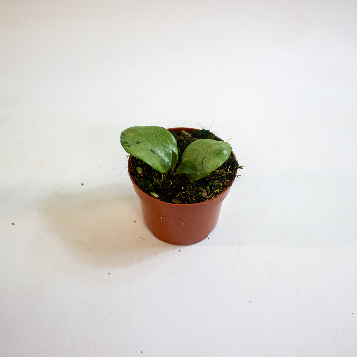 Hoya verticillata Silver Heart 10.5cm H15cm