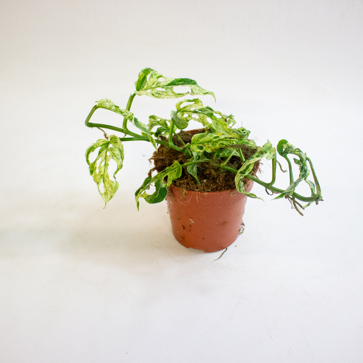 Monstera adansonii subsp. laniata Frozen Freckles 12cm H25cm