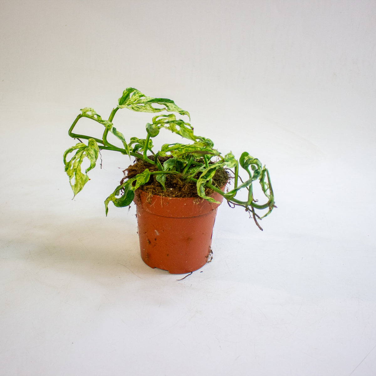 Monstera adansonii subsp. laniata Frozen Freckles 12cm H25cm