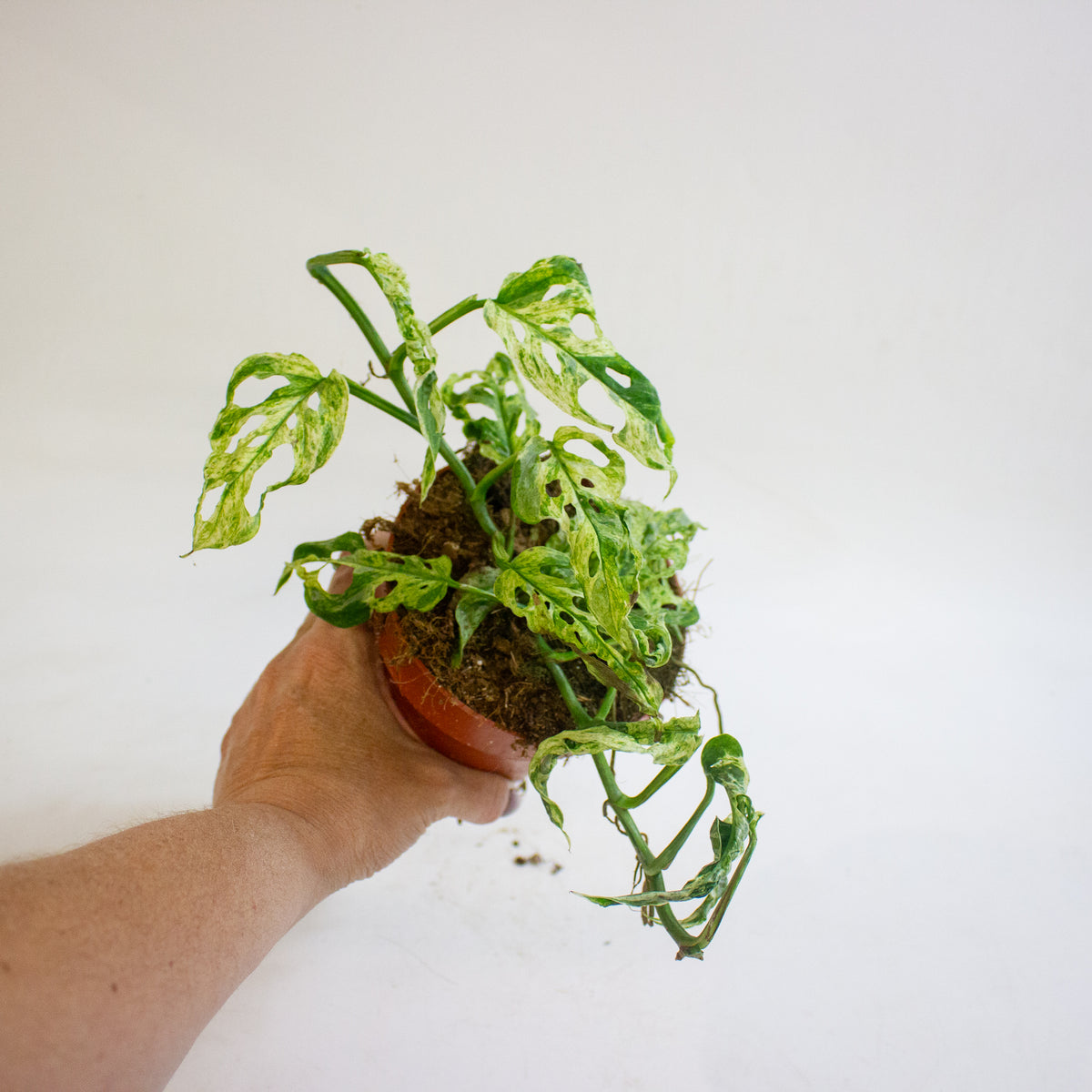 Monstera adansonii subsp. laniata Frozen Freckles 12cm H25cm