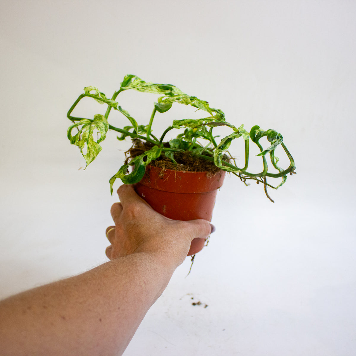 Monstera adansonii subsp. laniata Frozen Freckles 12cm H25cm