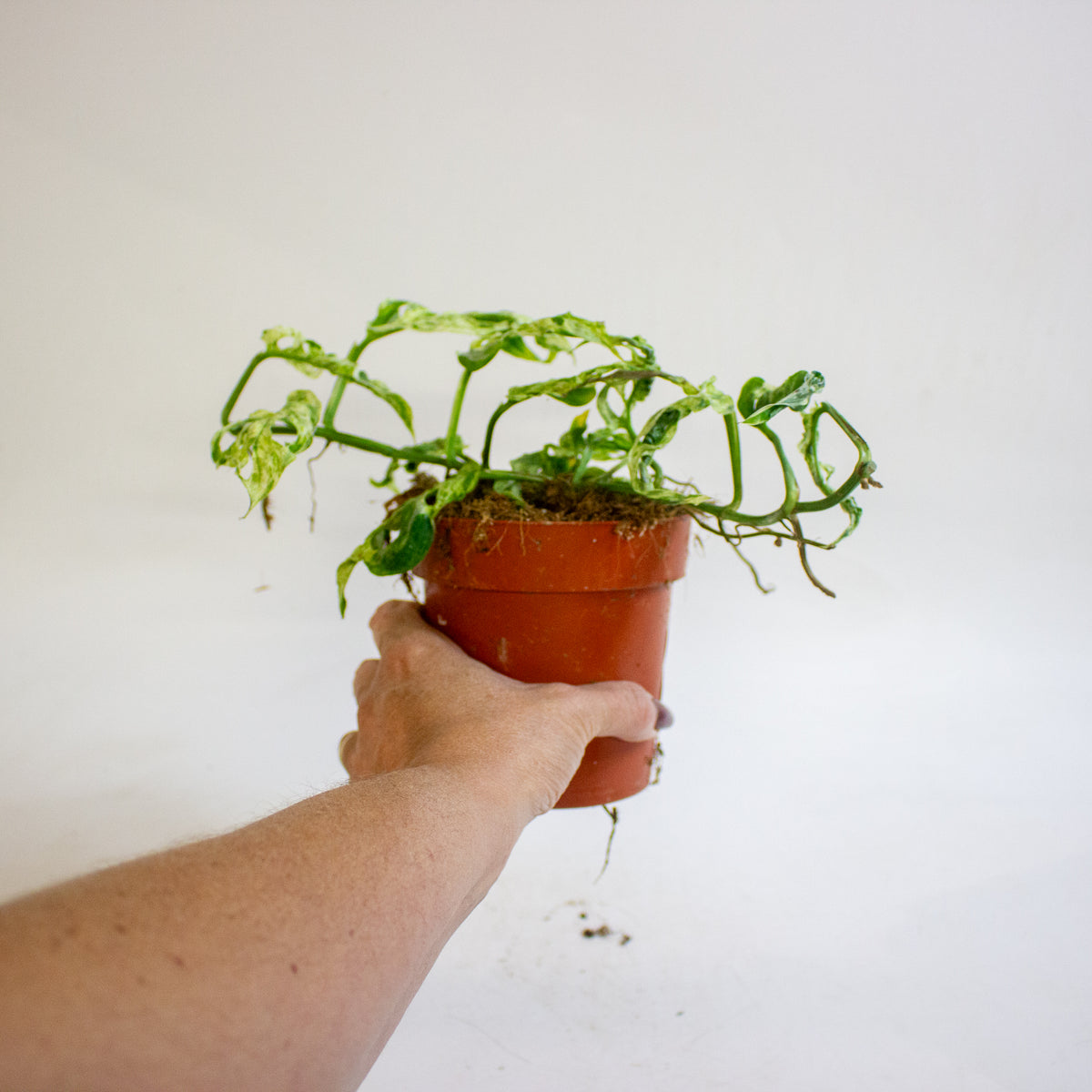 Monstera adansonii subsp. laniata Frozen Freckles 12cm H25cm