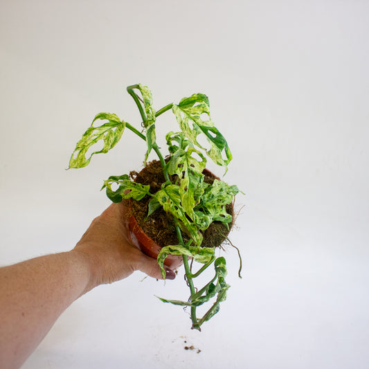Monstera adansonii subsp. laniata Frozen Freckles 12cm H25cm