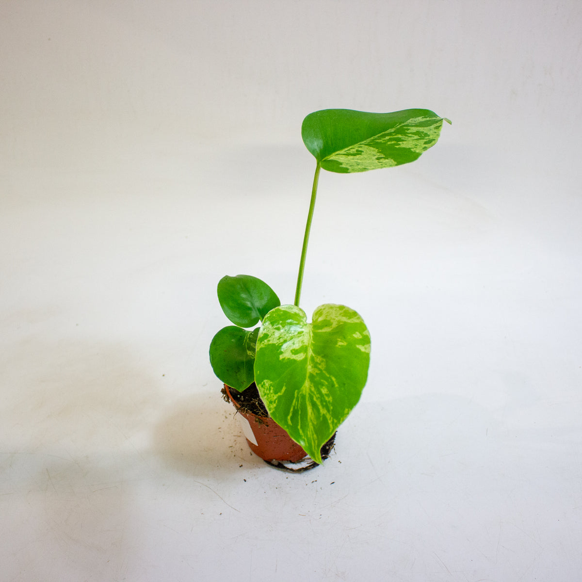 Monstera deliciosa Bulbasaur 8cm H10cm