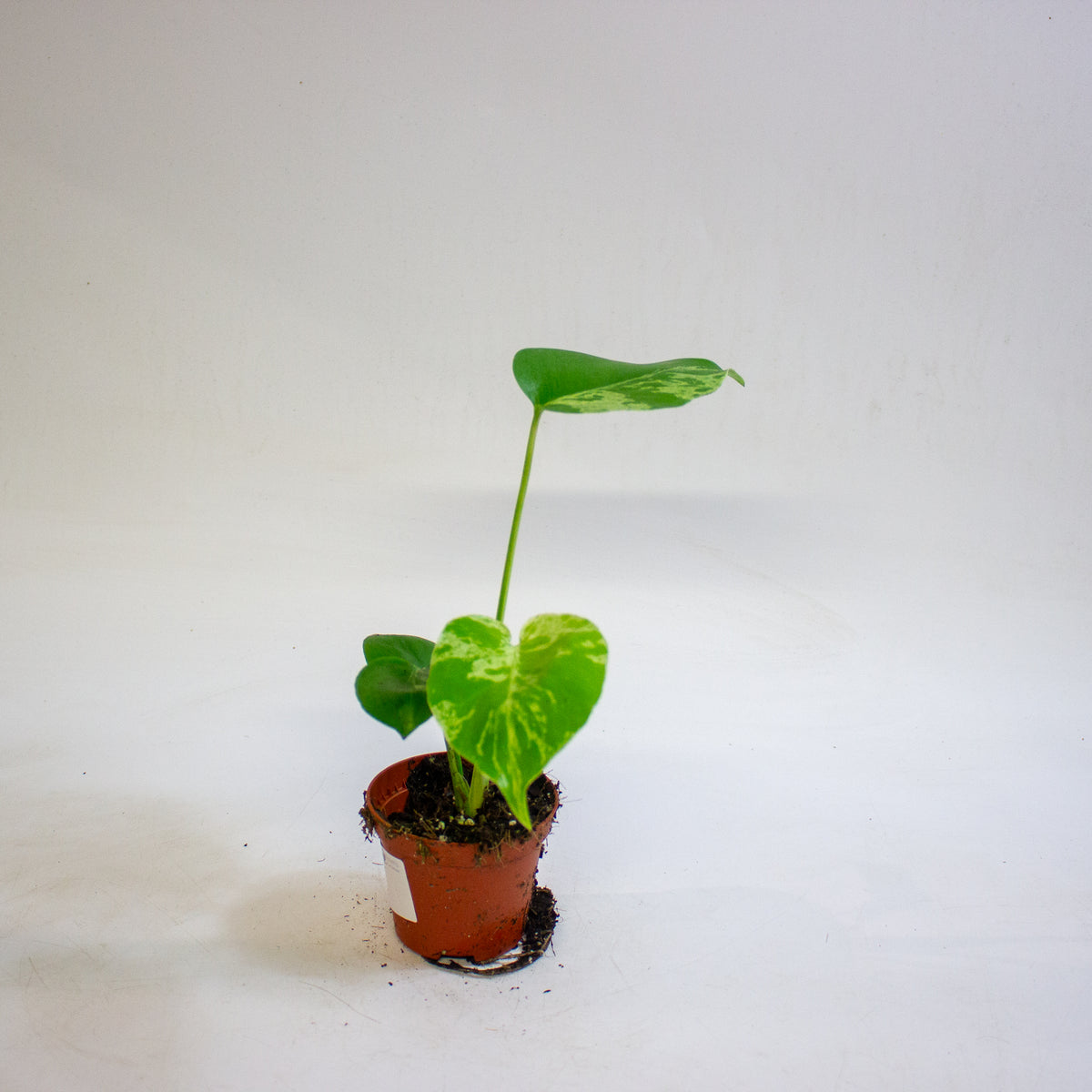 Monstera deliciosa Bulbasaur 8cm H10cm