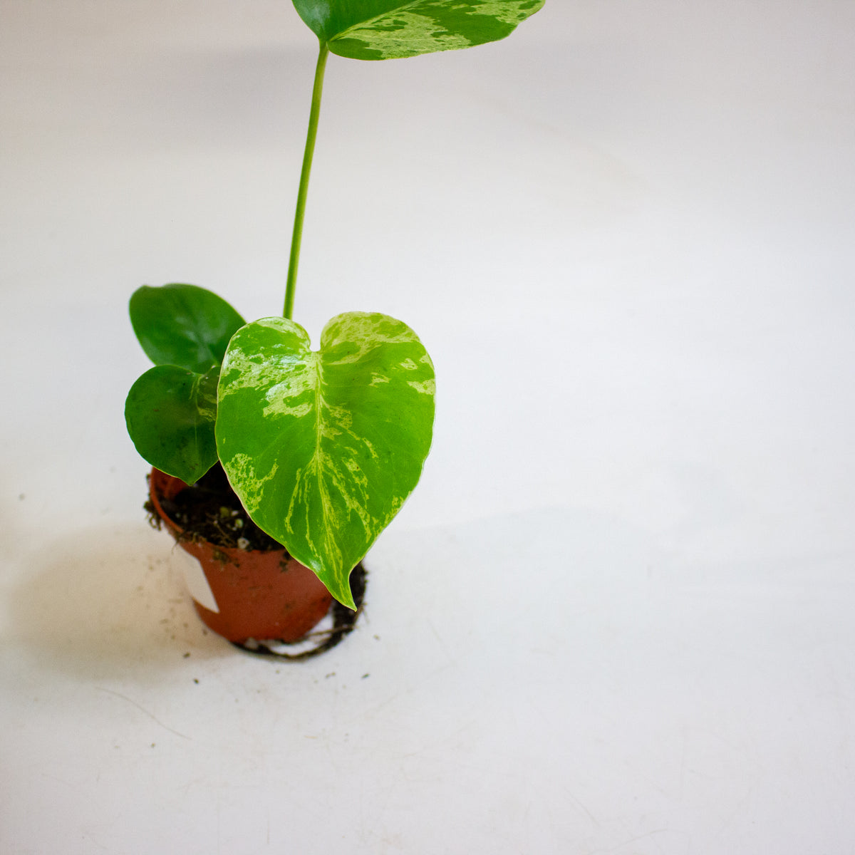 Monstera deliciosa Bulbasaur 8cm H10cm