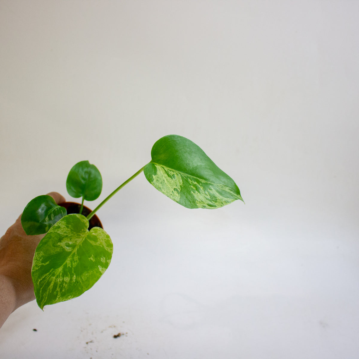 Monstera deliciosa Bulbasaur 8cm H10cm