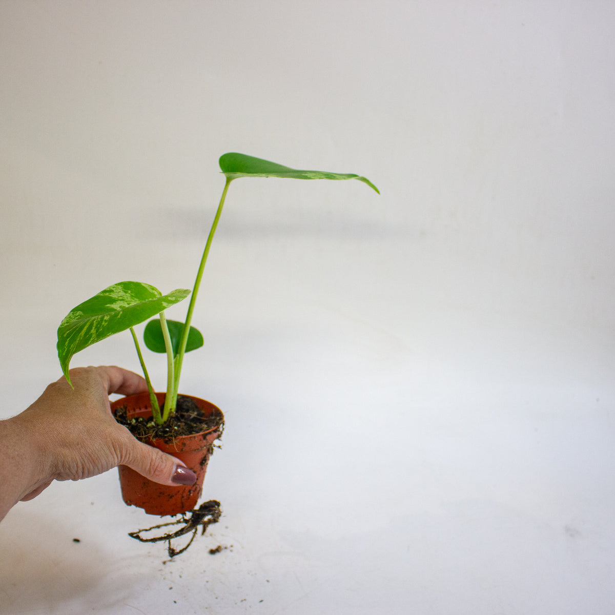 Monstera deliciosa Bulbasaur 8cm H10cm