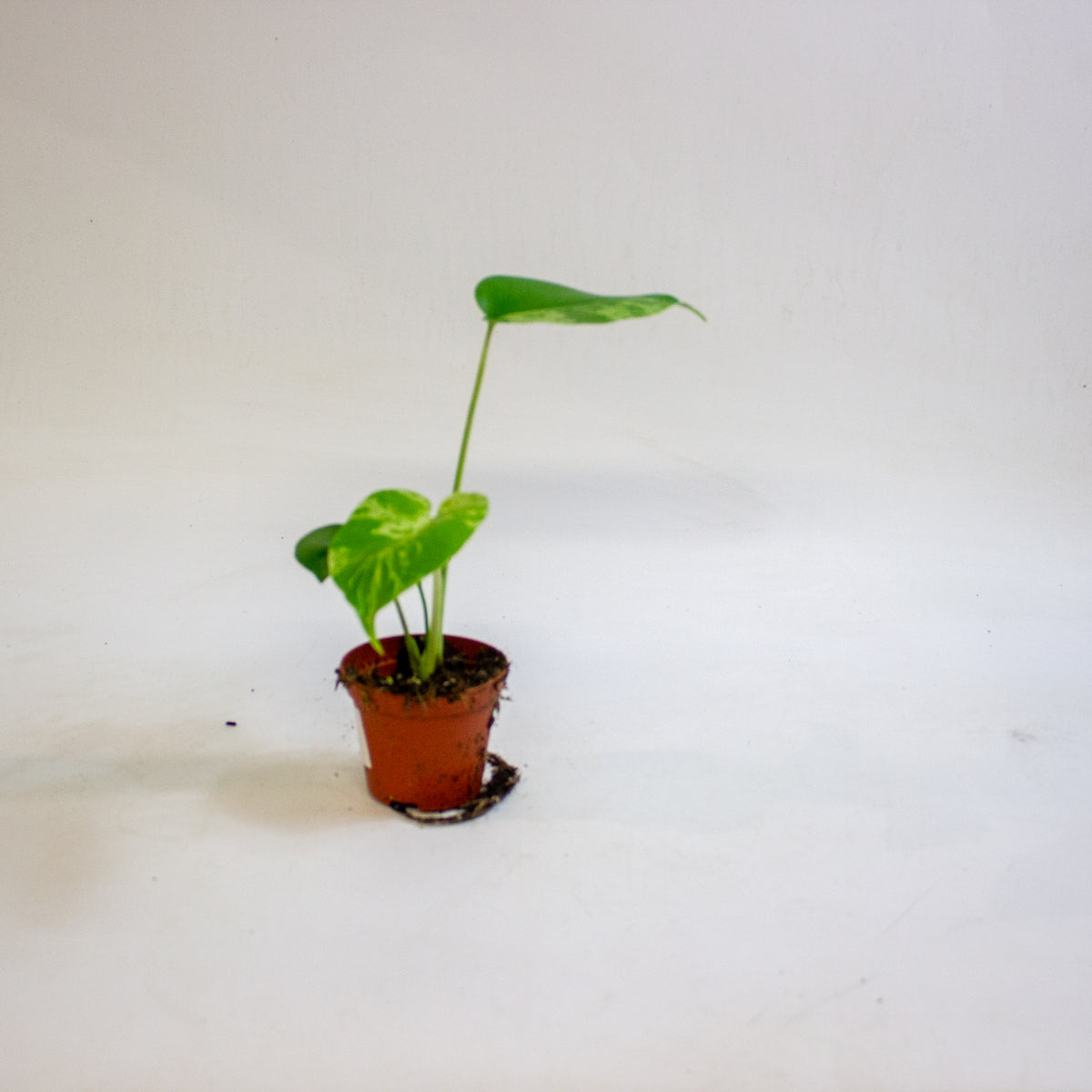 Monstera deliciosa Bulbasaur 8cm H10cm