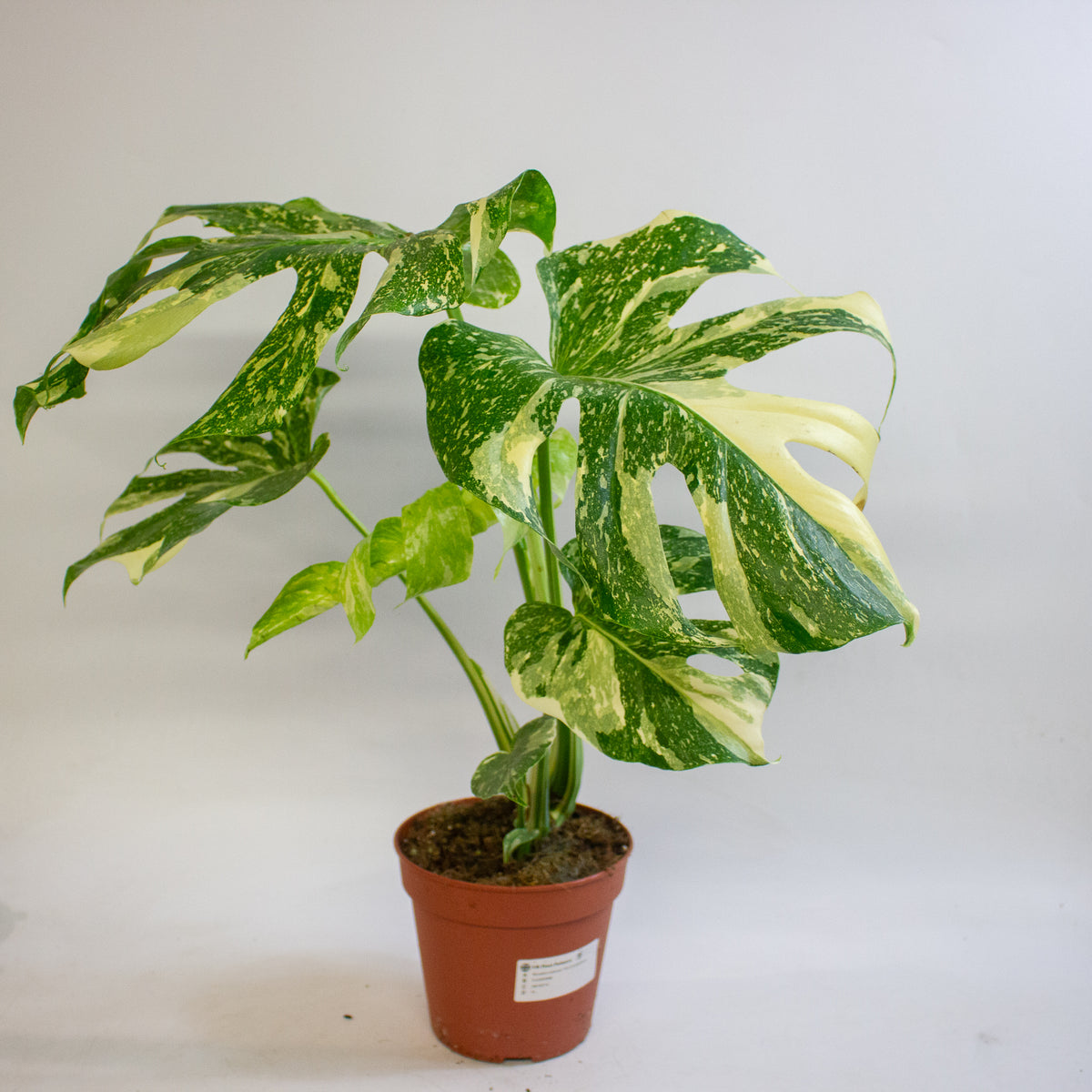 Monstera deliciosa Thai Constellation 15cm H50 - 70cm