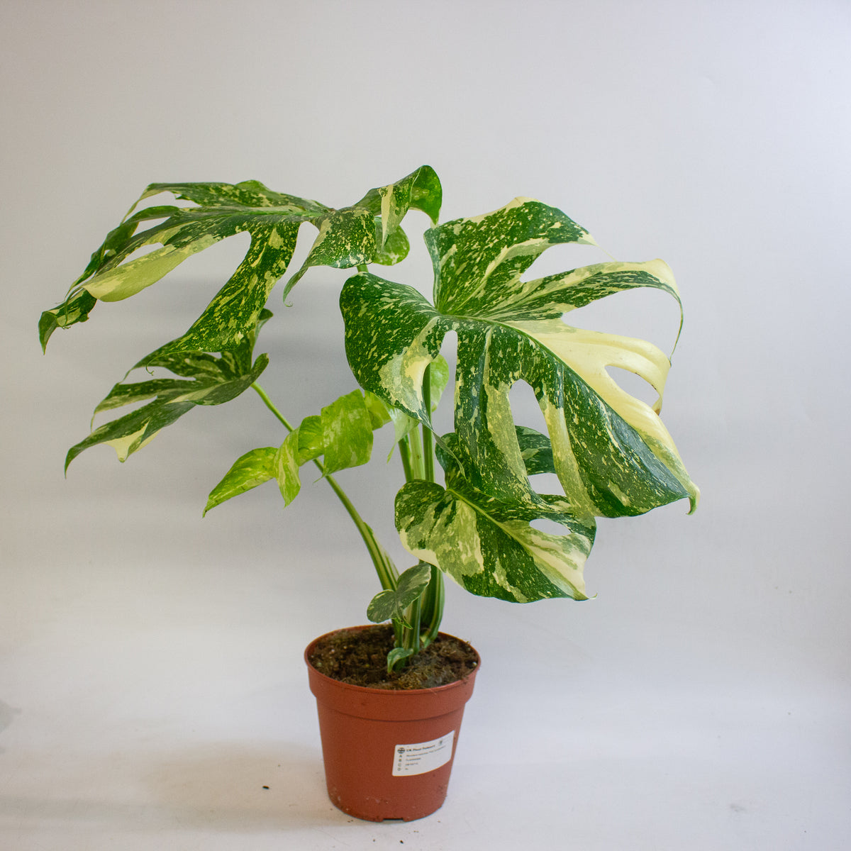 Monstera deliciosa Thai Constellation 15cm H50 - 70cm
