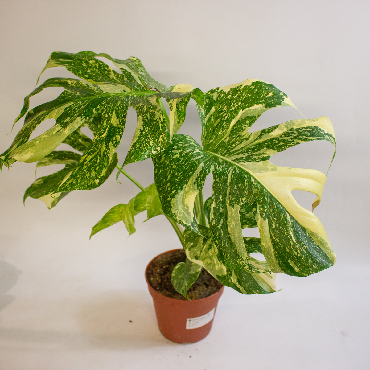 Monstera deliciosa Thai Constellation 15cm H50 - 70cm