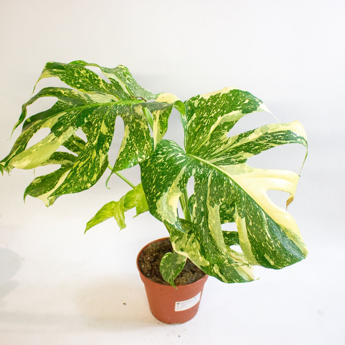 Monstera deliciosa Thai Constellation 15cm H50 - 70cm