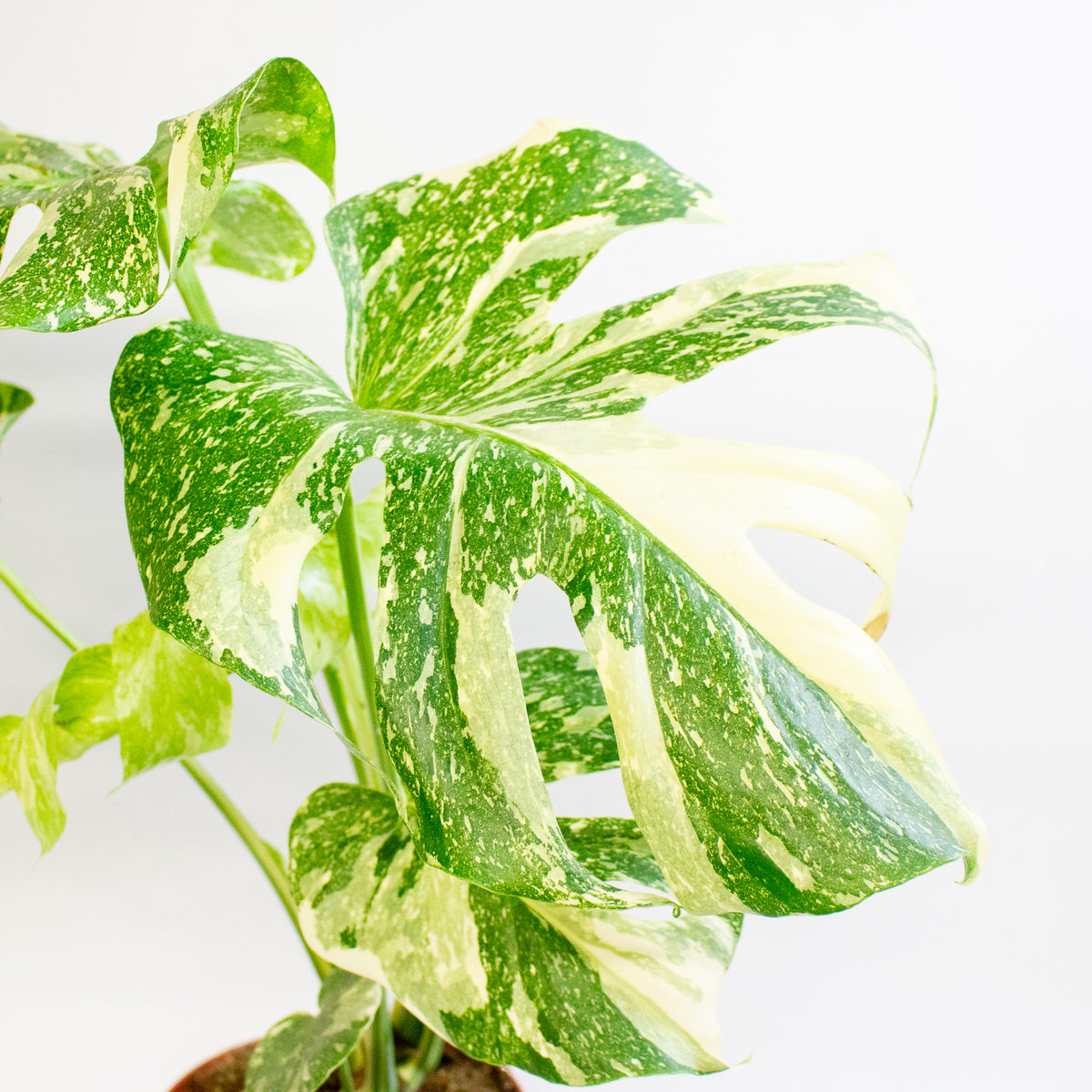Monstera deliciosa Thai Constellation 15cm H50 - 70cm
