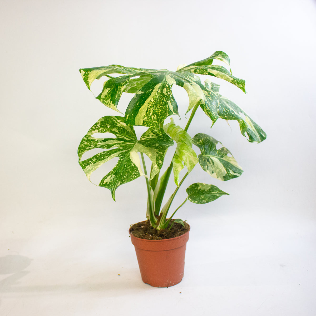 Monstera deliciosa Thai Constellation 15cm H50 - 70cm