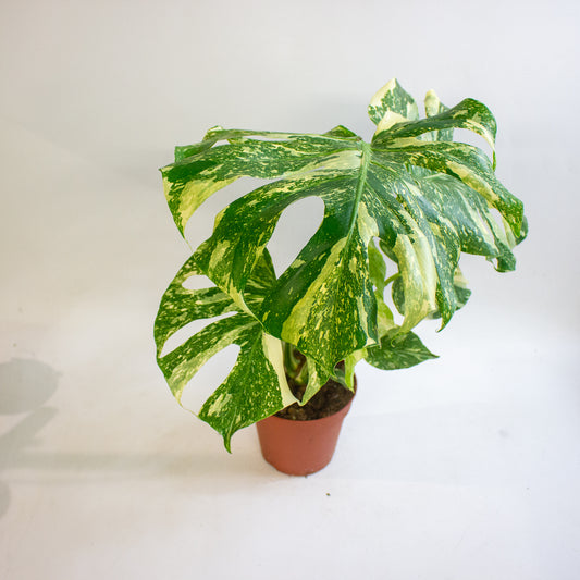 Monstera deliciosa Thai Constellation 15cm H50 - 70cm