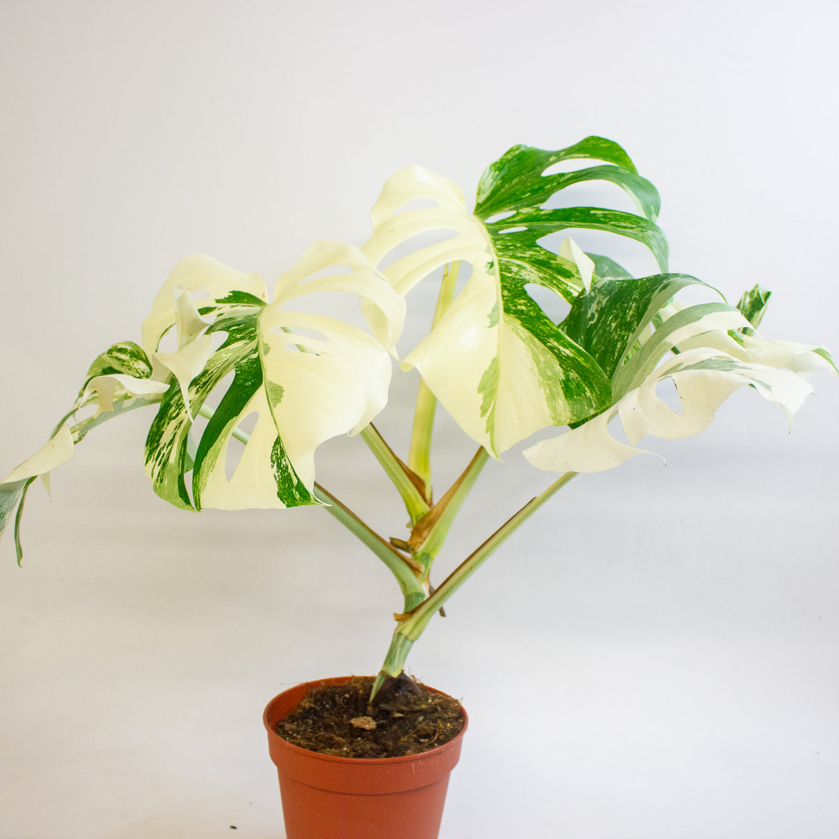 Monstera deliciosa Variegata 15cm H45 - 55cm
