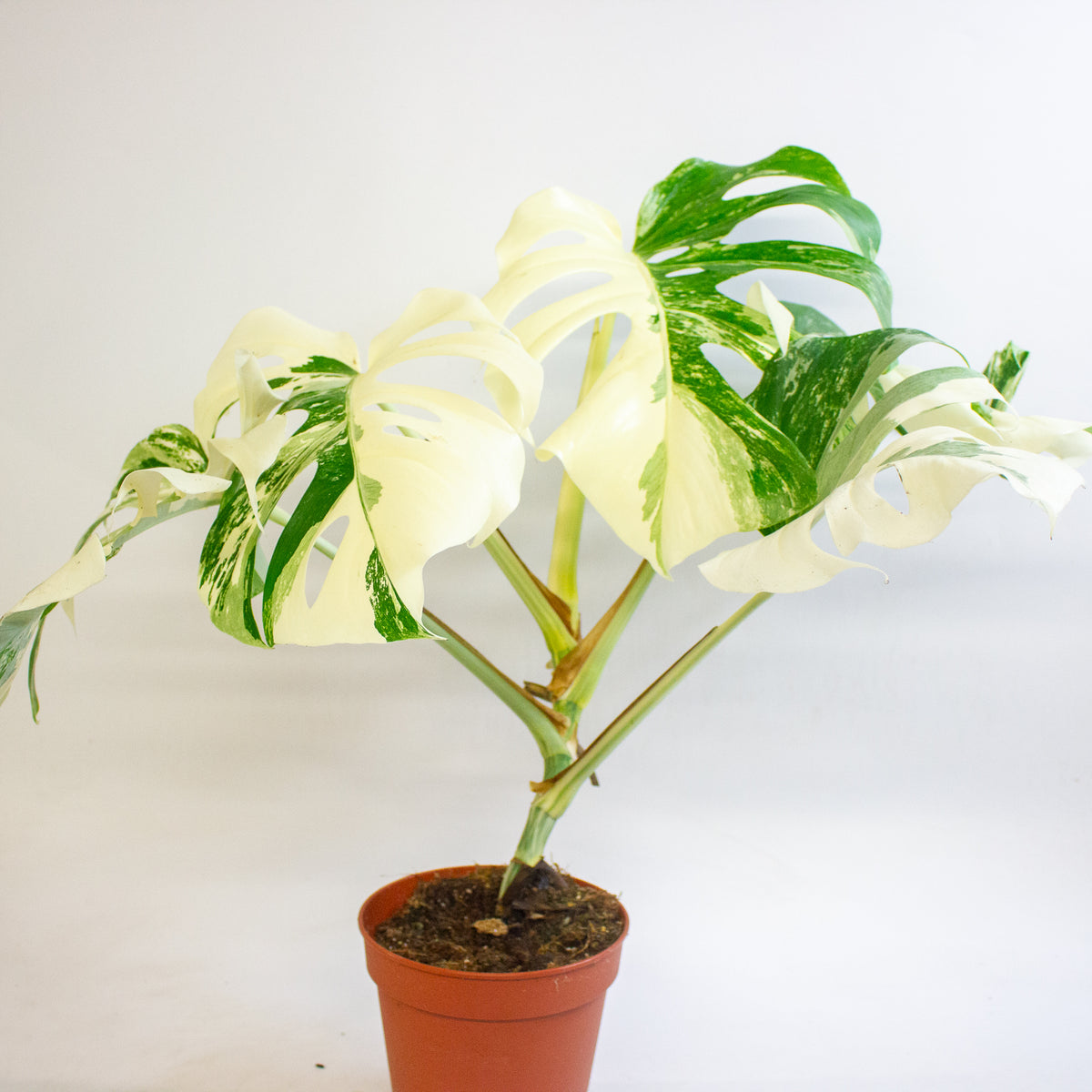 Monstera deliciosa Variegata 15cm H45 - 55cm