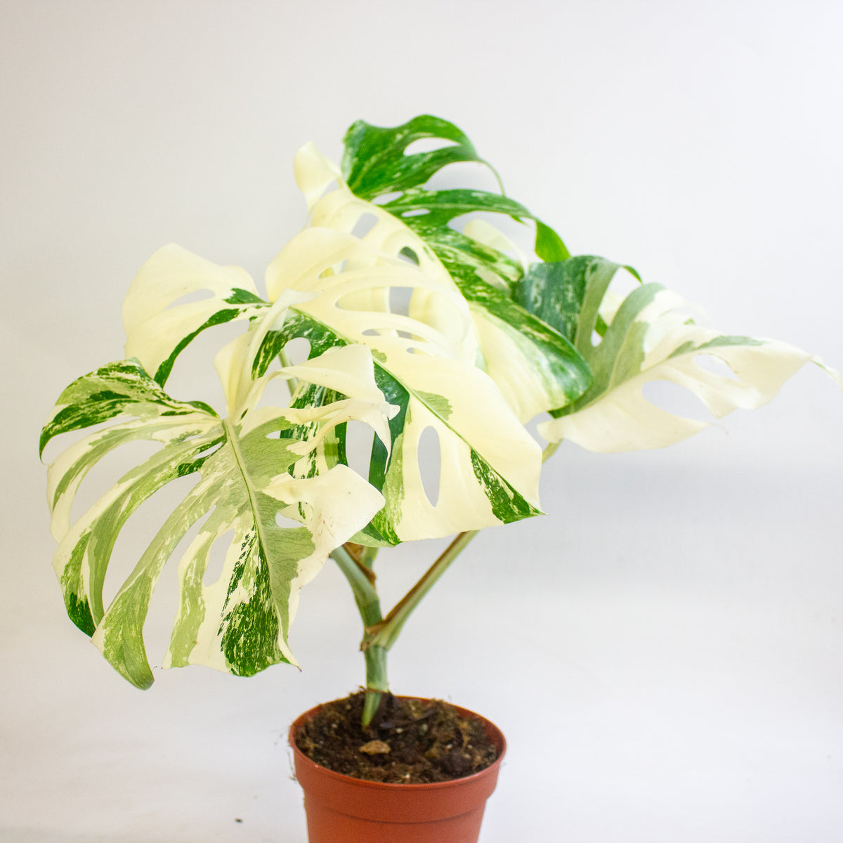 Monstera deliciosa Variegata 15cm H45 - 55cm