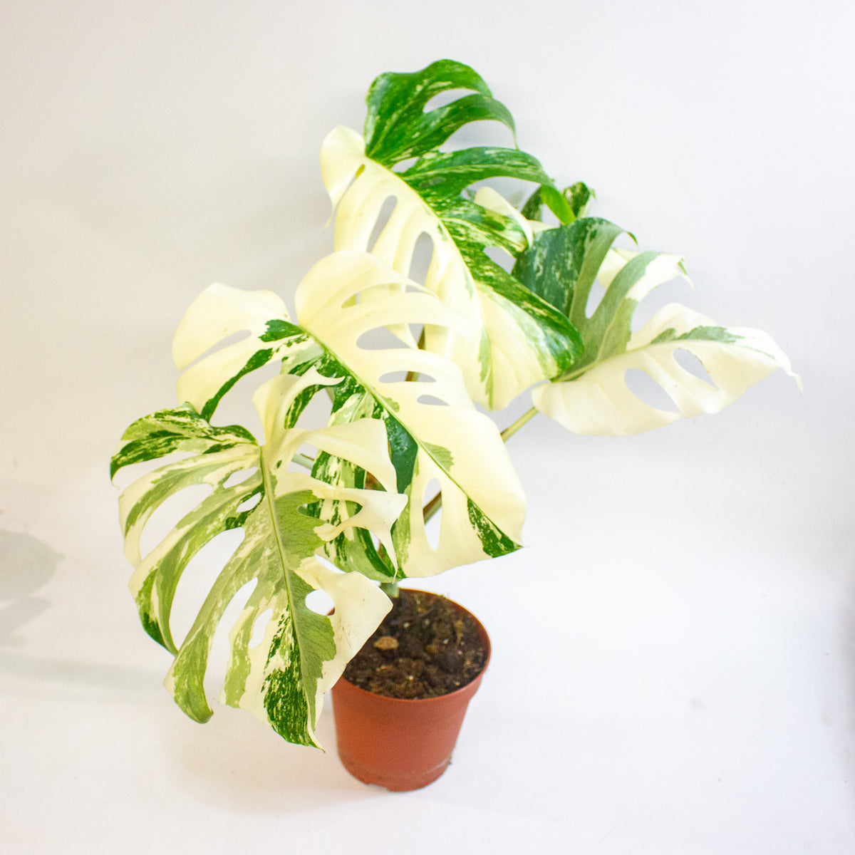 Monstera deliciosa Variegata 15cm H45 - 55cm