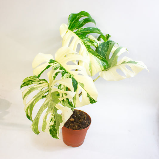 Monstera deliciosa Variegata 15cm H45 - 55cm