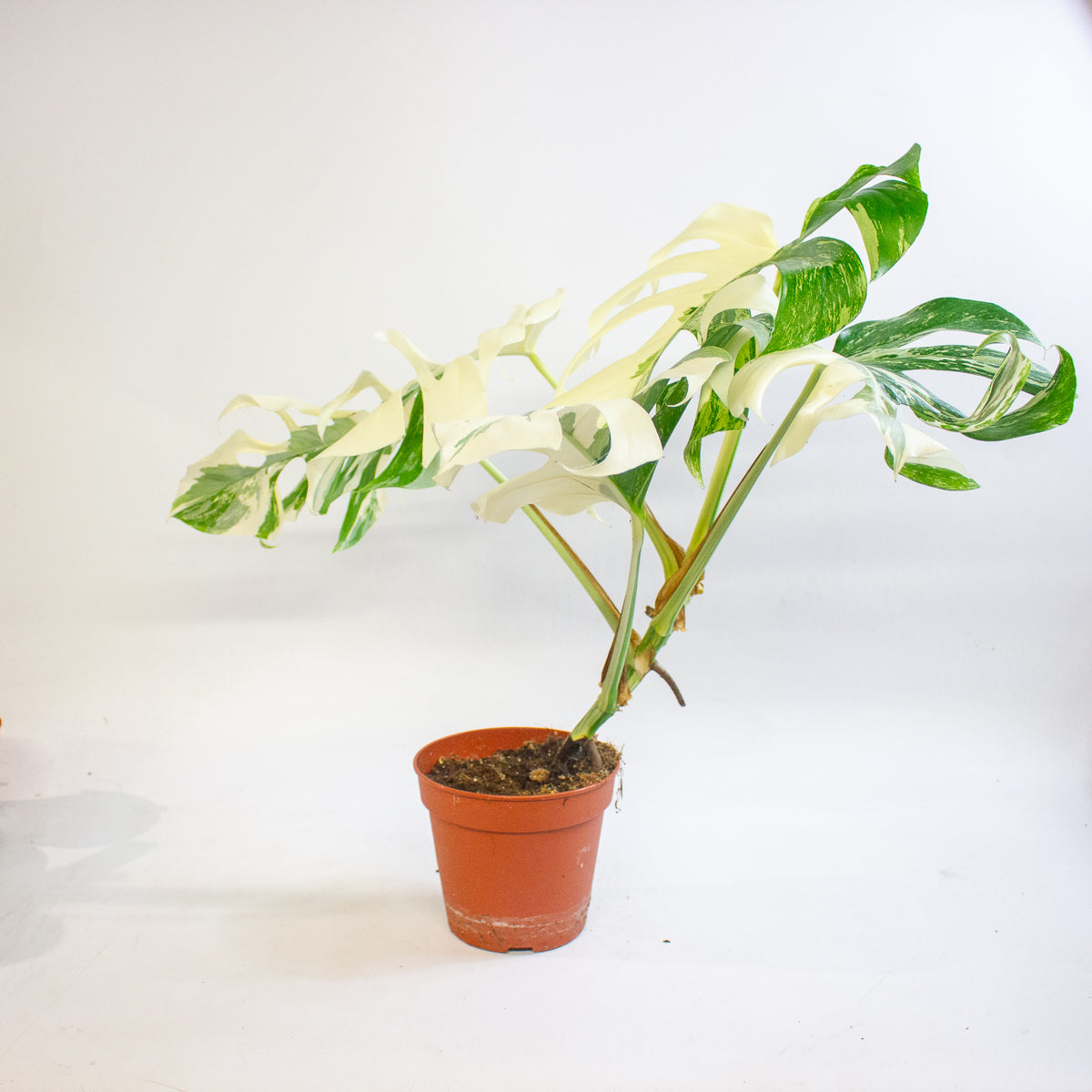 Monstera deliciosa Variegata 15cm H45 - 55cm
