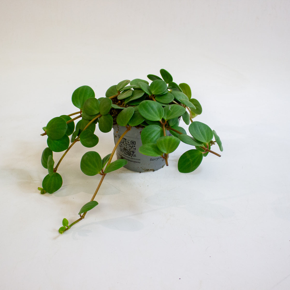 Peperomia pecuniifolia 12cm H20cm