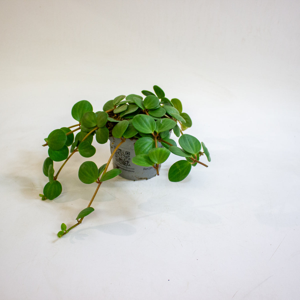 Peperomia pecuniifolia 12cm H20cm