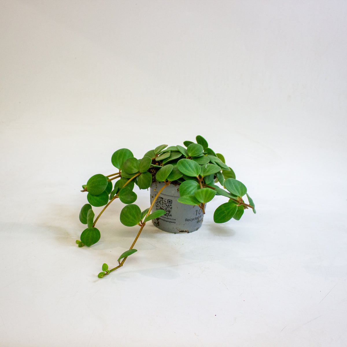 Peperomia pecuniifolia 12cm H20cm