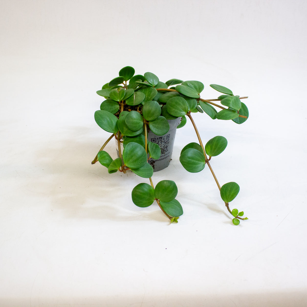 Peperomia pecuniifolia 12cm H20cm