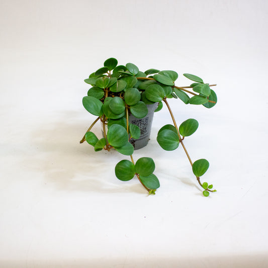 Peperomia pecuniifolia 12cm H20cm